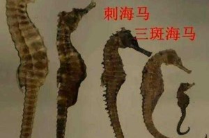 海马繁殖方式与普通鱼类有何不同