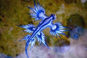 海洋之舟是什么动物的别称？揭秘神奇生物