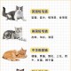 洛丽丝夫人是哪种猫？揭秘其品种特征