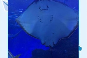 海洋动物夏眠现象：哪些生物会夏季休眠？