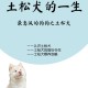 中华田园犬禁养令松绑，一个时代的温柔回响，中华田园犬禁养令重启，本土犬种迎回时代温情
