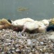 虾蟆陵下住着什么动物？揭秘神秘栖息地的生物