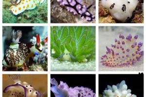 海兔是什么？揭秘这种奇特海洋生物