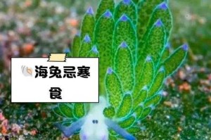 海兔兽习性特点与饲养技巧全解析