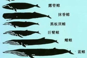 海马和鲸鱼哪个是鱼？真相揭秘