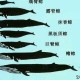 海马和鲸鱼哪个是鱼？真相揭秘