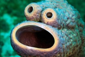 海洋海绵是动物还是植物？揭秘真相