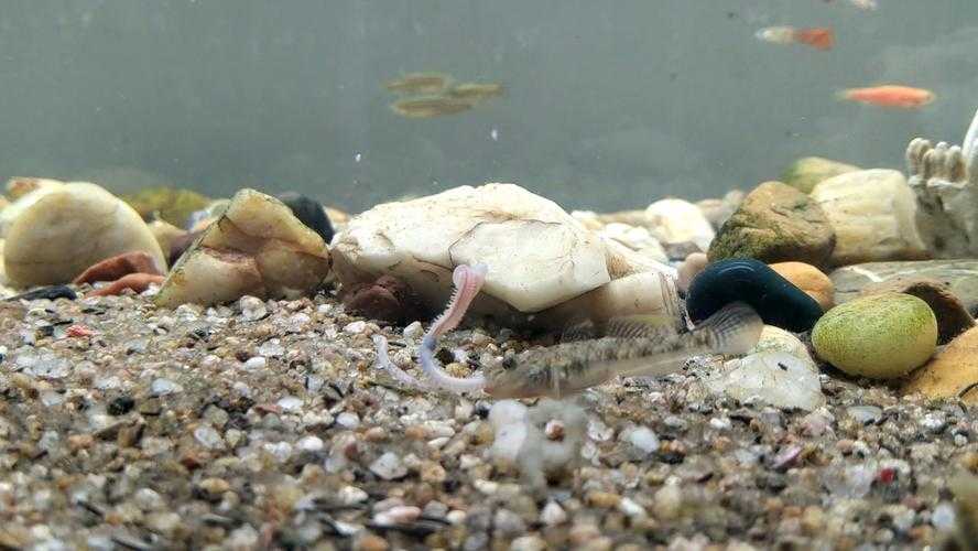虾蟆陵下住着什么动物?揭秘神秘栖息地的生物