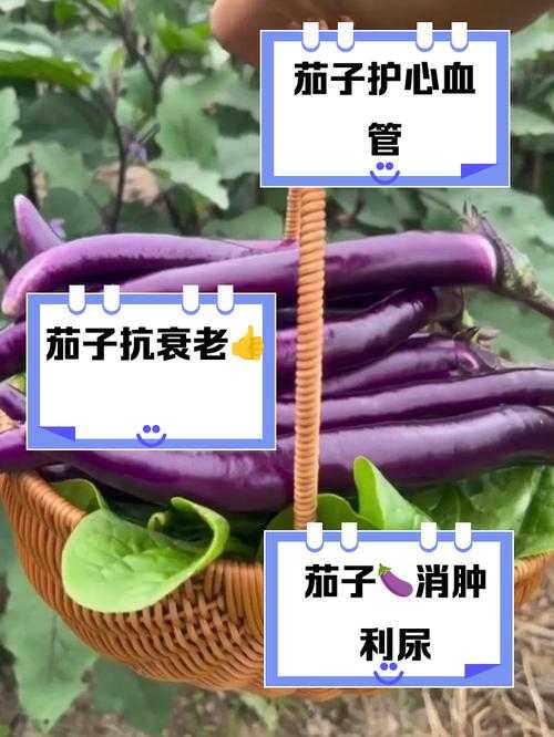 紫色茄子图标App下载 茄子主题应用推荐与功能介绍