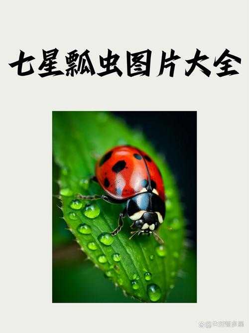 七星瓢虫代表什么生肖?揭秘七星瓢虫与十二生肖的关联