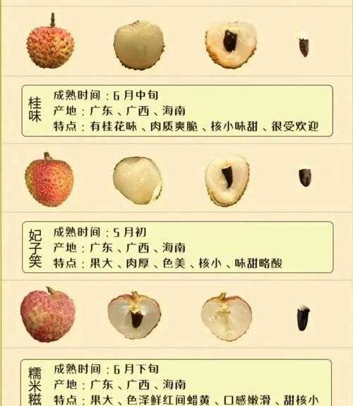 1.品种稀缺性，海南荔枝以妃子笑黑叶等品种为主，但荔枝王属于罕见的自然突变体，其基因序列经中科院热带作物研究所检测，显示果皮厚度、糖分积累等指标显著优于常规品种