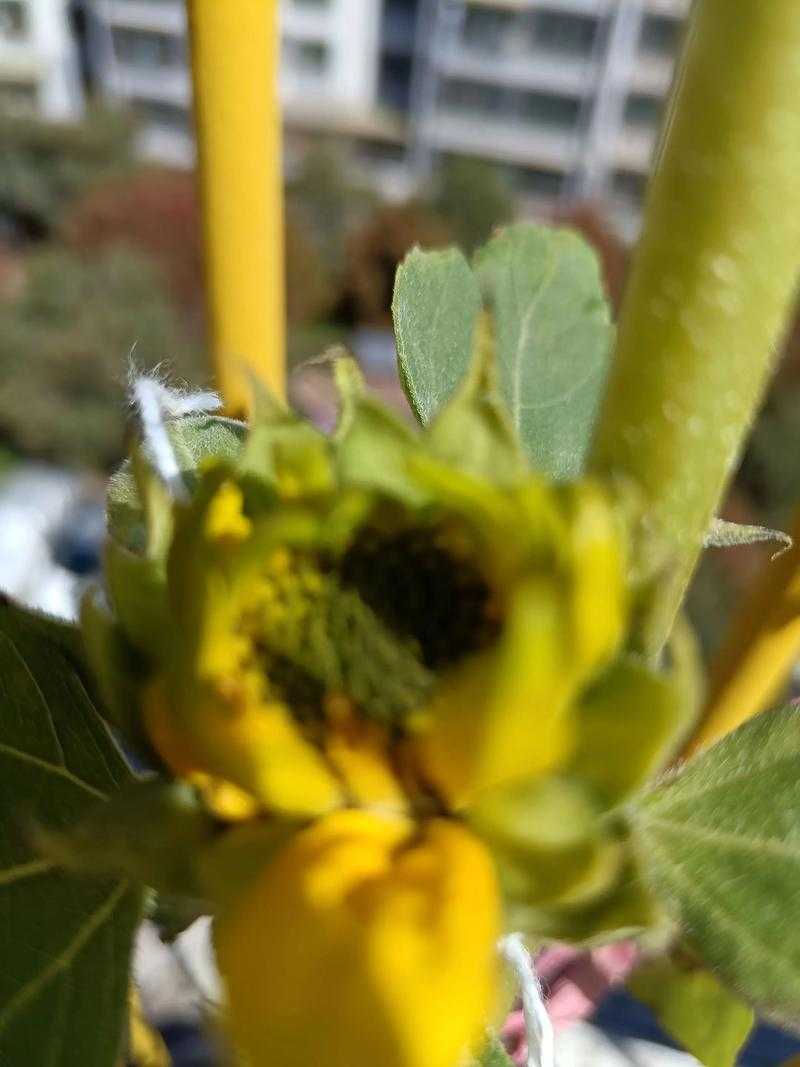妈妈为高考儿子种出紫红色向日葵的全记录