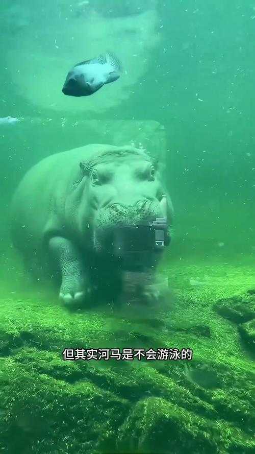 河马的秘密河:揭秘河马栖息地的神秘水域