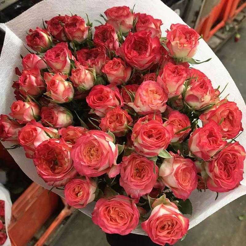 泡泡鲜花高清美图合集