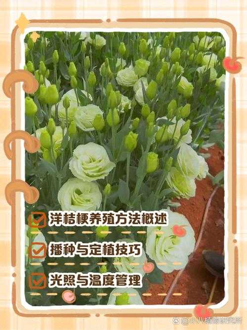 洋桔梗的种植技巧与养护方法