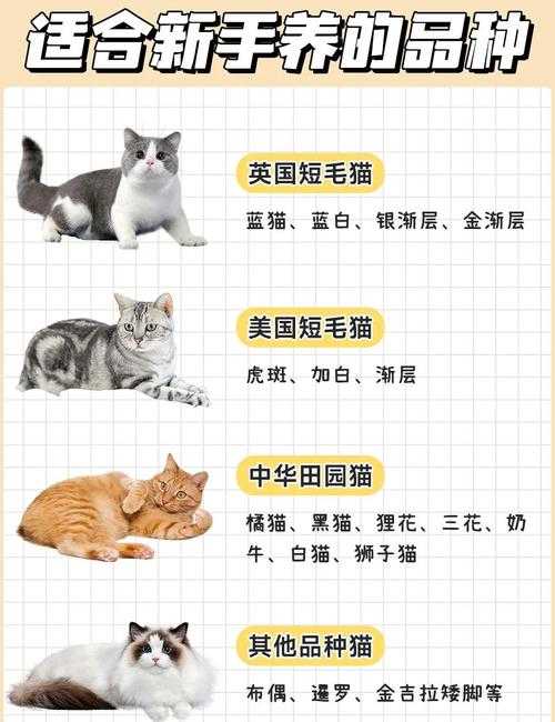 洛丽丝夫人是哪种猫?揭秘其品种特征