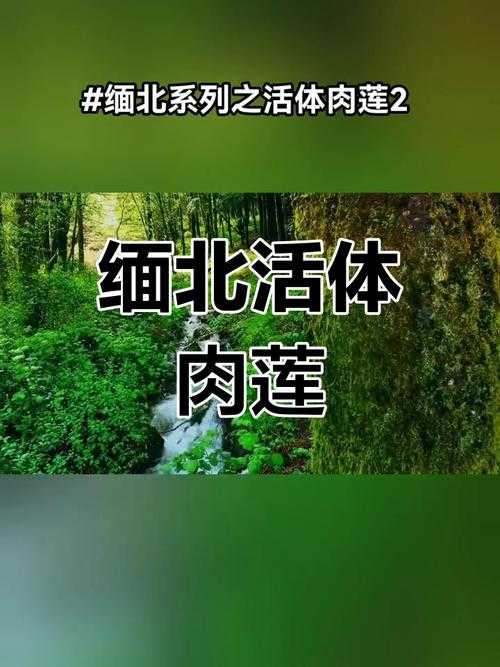 活体肉莲高清图片大全 - 博物馆珍藏特辑