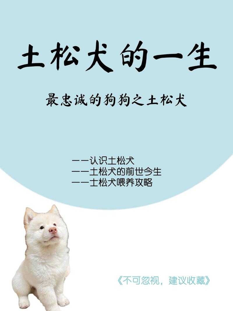 中华田园犬禁养令松绑,一个时代的温柔回响