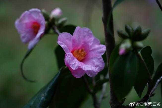 浮生陌上花开时