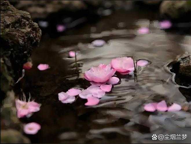 浮花浪蕊:绽放瞬间的绝美与凋零