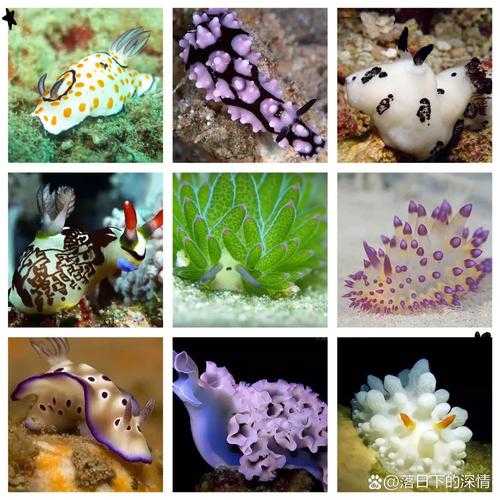 海兔是什么?揭秘这种奇特海洋生物
