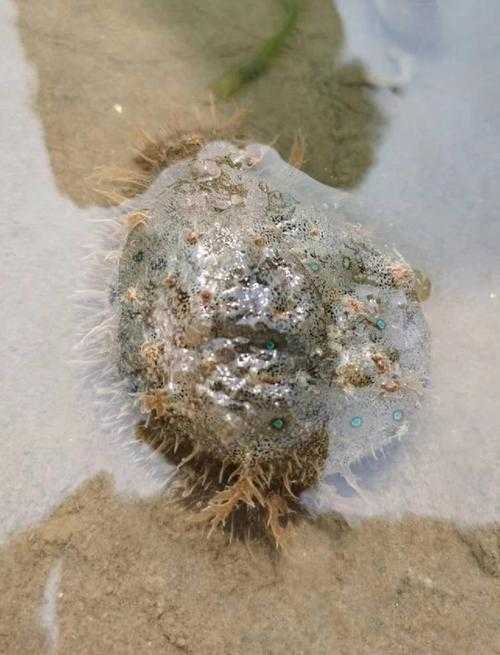 海兔是鱼吗?揭秘海兔的真实身份