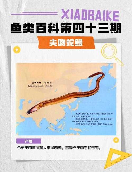海底十大恐怖生物:遇见它们请绕道
