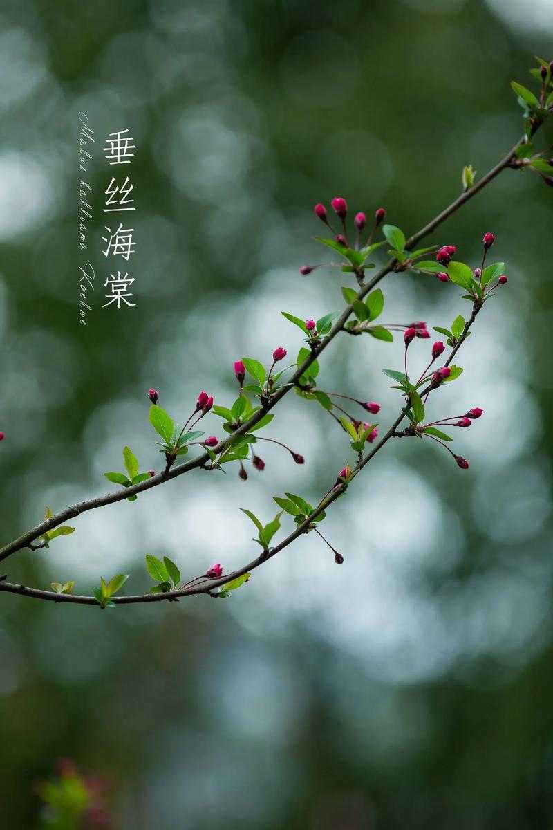 海棠依旧:岁月静好,花开如初