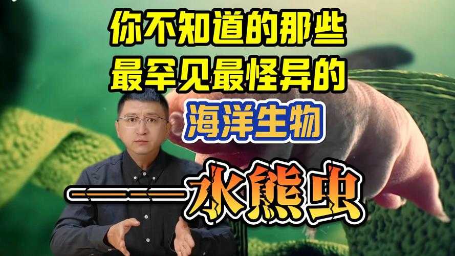 海洋中的瞌睡大王:揭秘最懒海洋生物