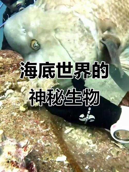 海洋之最:10种最神奇的海洋动物