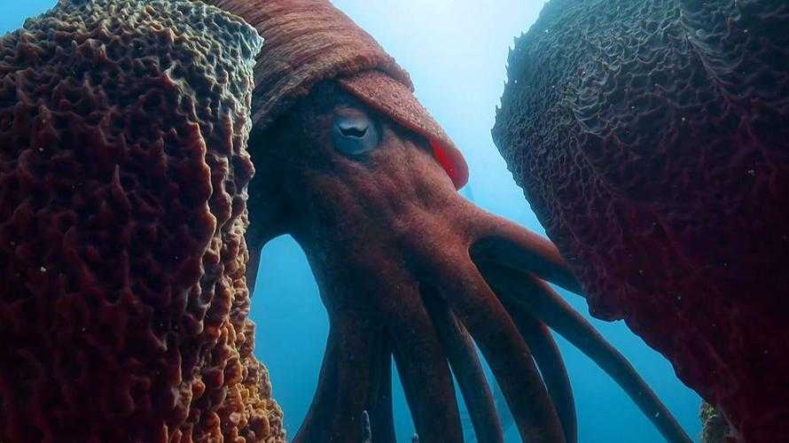 海洋之王:揭秘地球上最强大的海洋生物
