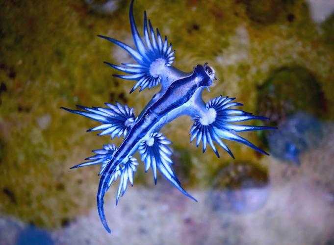 海洋之舟是什么动物的别称?揭秘神奇生物