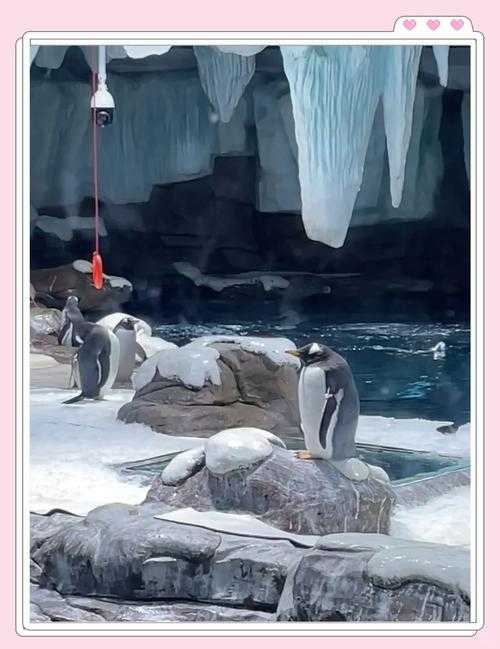 海洋之舟是什么动物?揭秘神秘海洋生物