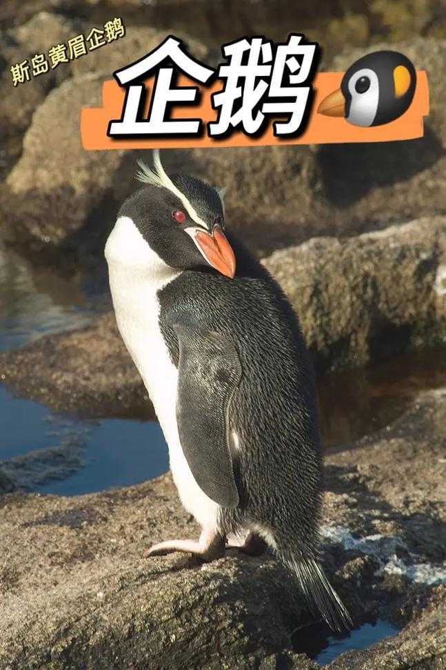 海洋之舟是哪种动物的别称?揭秘神奇生物