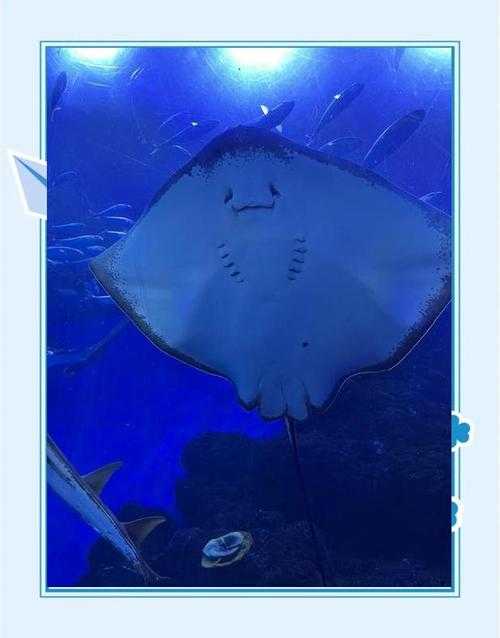 海洋动物夏眠现象:哪些生物会夏季休眠?