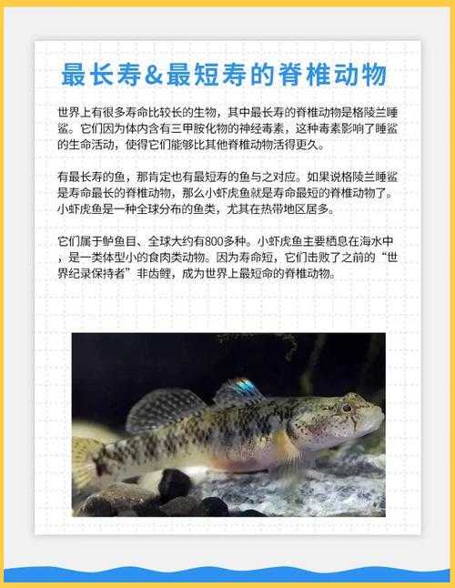 海洋动物寿命对比:哪种生物活得更久?