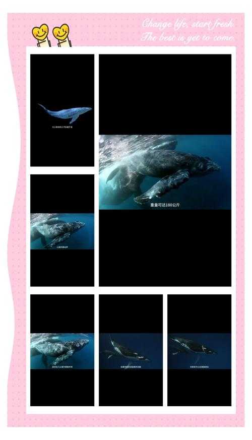 海洋动物心脏揭秘:哪些生物拥有心脏?