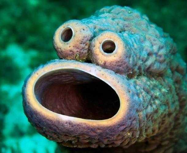 海洋海绵是动物还是植物?揭秘真相