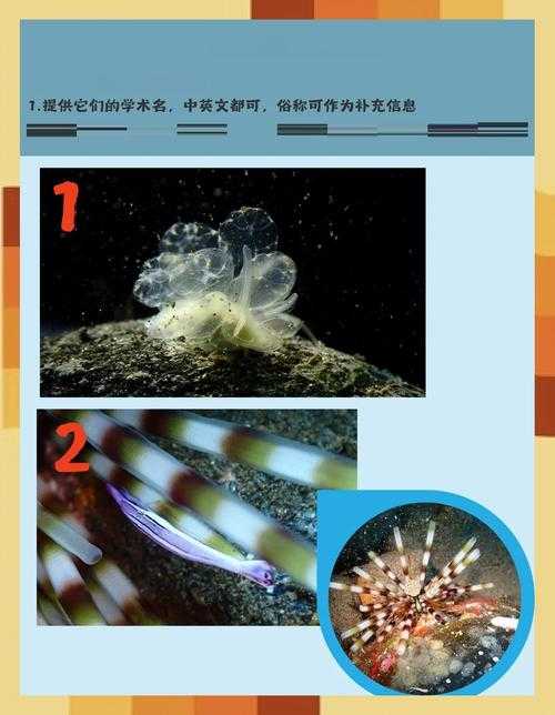 海洋生物无毛原因解析