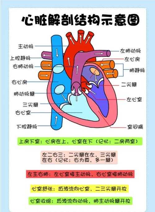 海洋生物的心脏结构与功能解析
