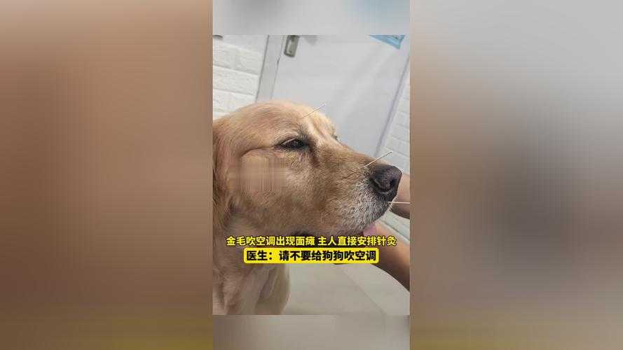 事件回顾，金毛疑餐馆蹭空调被打死主人发声