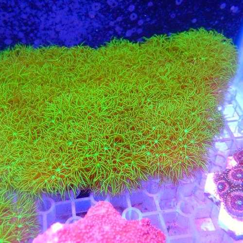 海草怎么放迷你世界视频 视频,海草 迷你