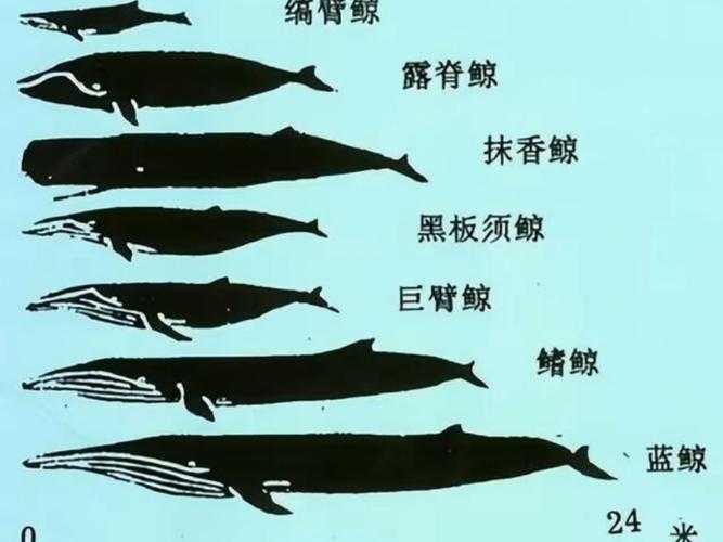 海马和鲸鱼哪个是鱼?真相揭秘