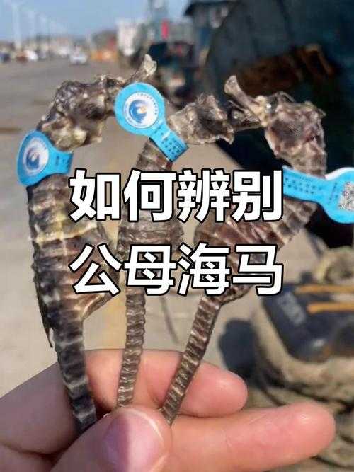 海马和鲸鱼属于哺乳动物吗?真相揭秘