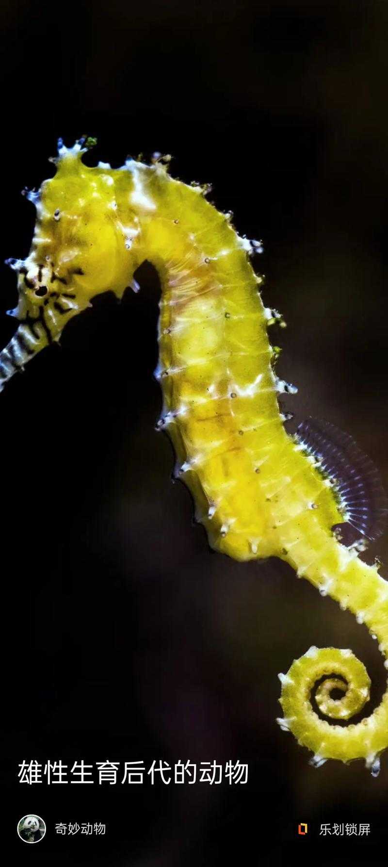 海马属于鱼类吗?揭秘海马的生物分类