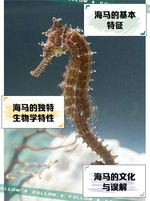 海马属于鱼类吗?揭秘海马的真实分类
