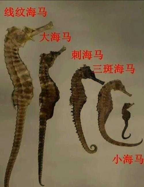 海马属于鱼类还是其他生物类别