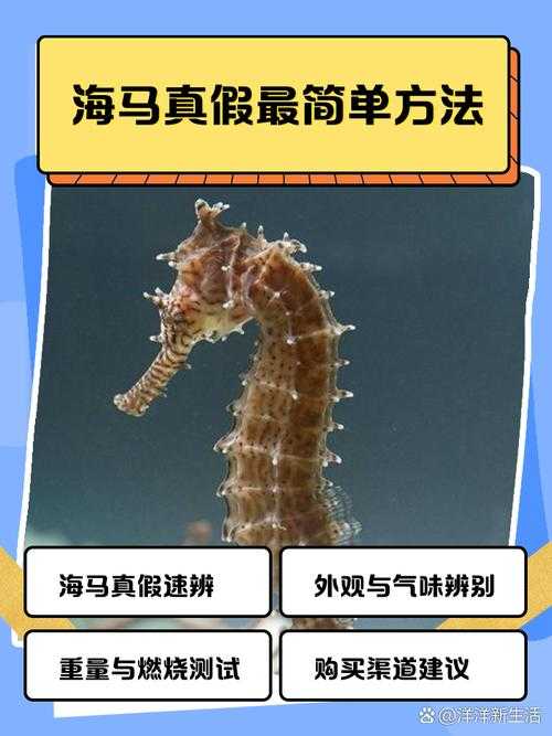 海马是鱼吗?与鲸鱼对比揭秘真正鱼类