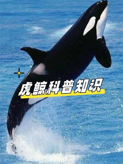 海马是鱼吗?鲸鱼哺乳动物特征及腾讯杀毒官网