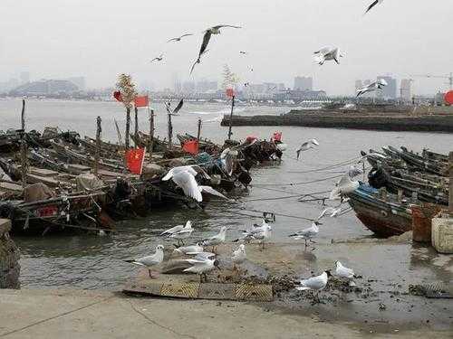 海鸥为何被称为海上清洁工